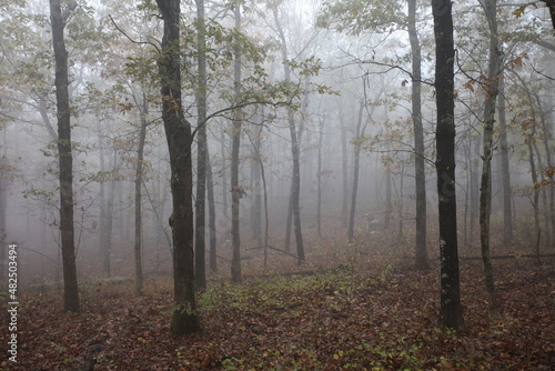 Fog in the Forest 6