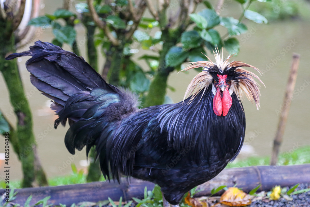White Crested Black Polish Rooster
