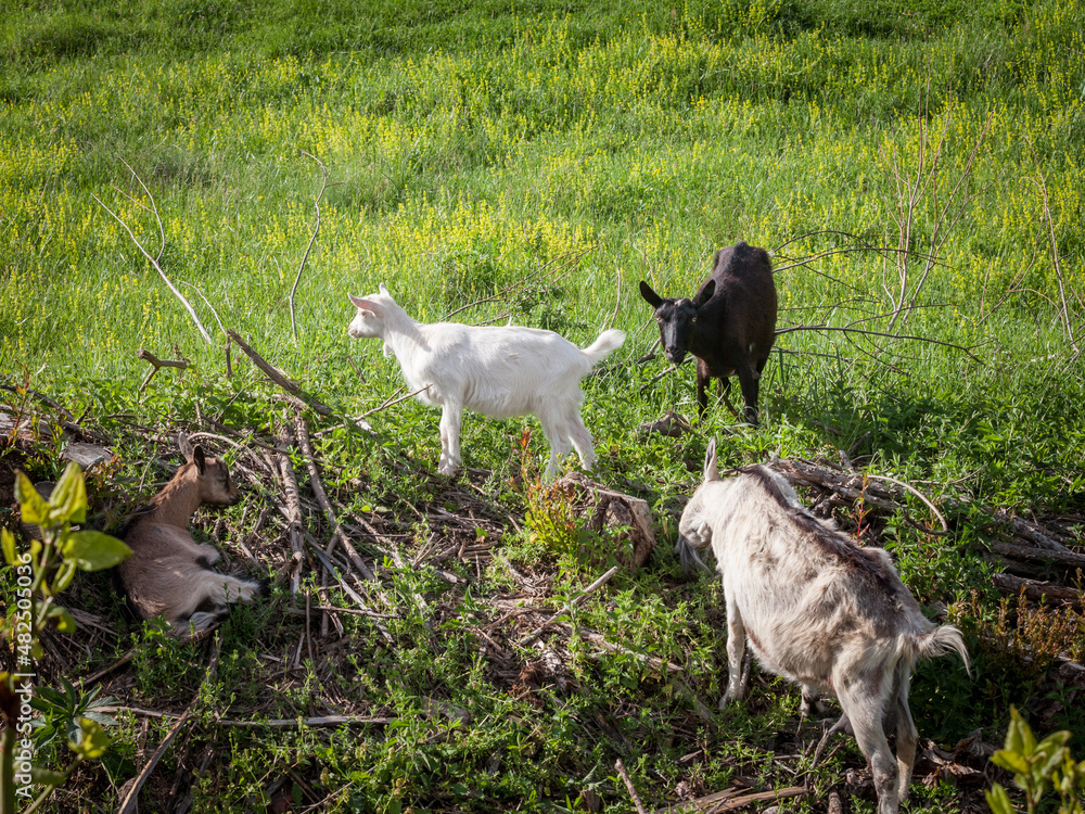 Φωτογραφία Goat family, a flock and hear, with brown and black adult goats, and a Young goat, a white baby, standing in the meadow eating grass