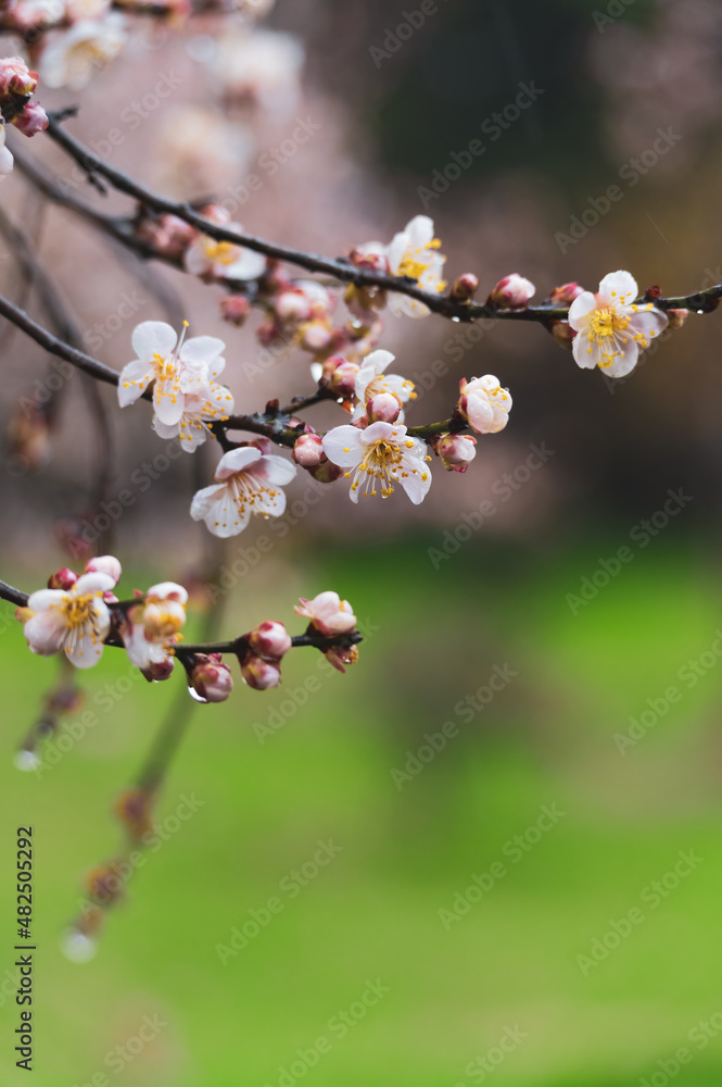 Plum blossoms bloom in early spring in East Lake Plum Garden in Wuhan, Hubei Plum blossoms bloom in early spring in East Lake Plum Garden in Wuhan, Hubei