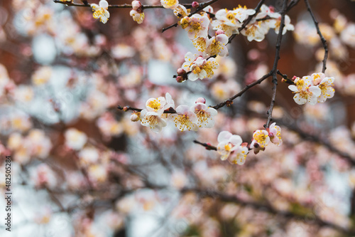 Plum blossoms bloom in early spring in East Lake Plum Garden in Wuhan, Hubei photo