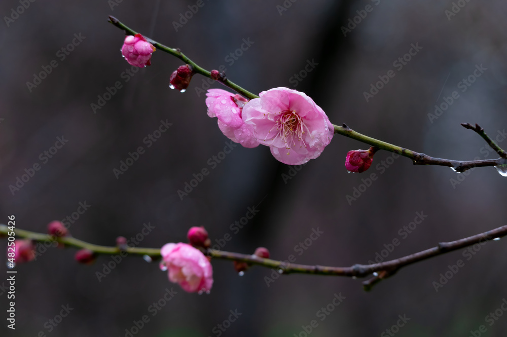 Plum blossoms bloom in early spring in East Lake Plum Garden in Wuhan, Hubei Plum blossoms bloom in early spring in East Lake Plum Garden in Wuhan, Hubei