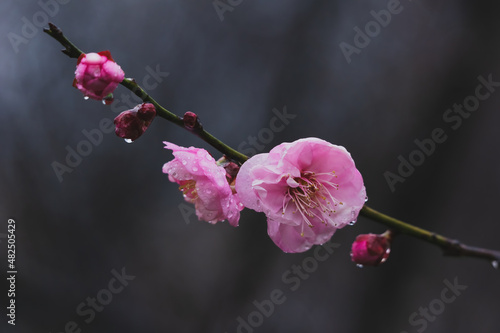 Plum blossoms bloom in early spring in East Lake Plum Garden in Wuhan, Hubei photo