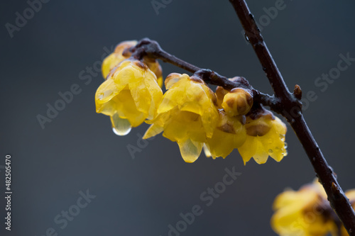 Plum blossoms bloom in early spring in East Lake Plum Garden in Wuhan, Hubei photo