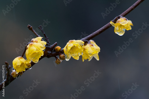 Plum blossoms bloom in early spring in East Lake Plum Garden in Wuhan, Hubei photo