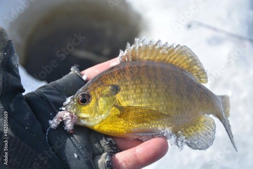 Fototapeta Naklejka Na Ścianę i Meble -  Ice fishing, holding panfish glowing in natural sun light.