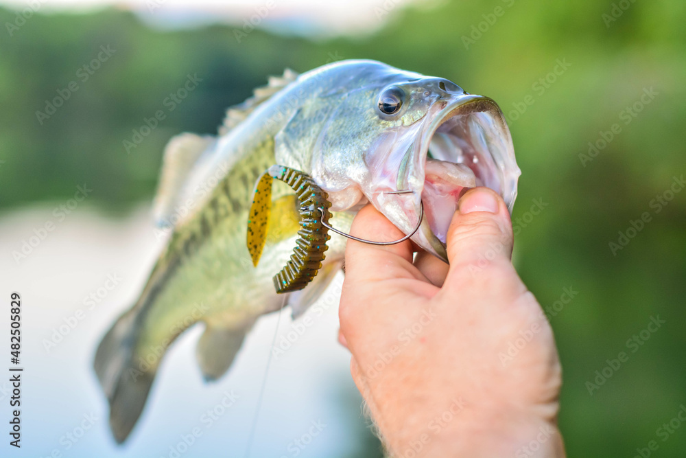 Holding a perfect largemouth bass right out of the water, fresh water  fishing, from the shore. Stock Photo