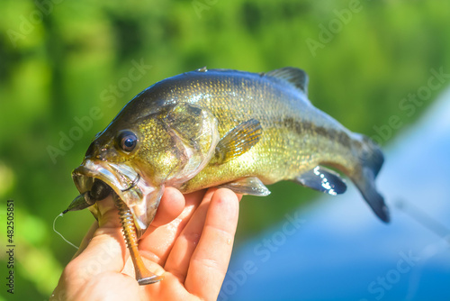 Fototapeta Naklejka Na Ścianę i Meble -  Holding a perfect largemouth bass right out of the water, fresh water fishing, from the shore.