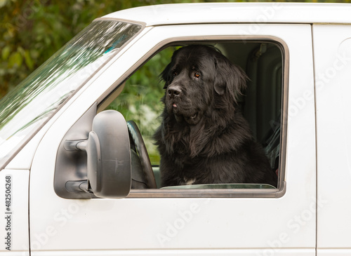 Big dog sitting in the front seat of a white car. Head of big black dog in car. Big dog rides in the car