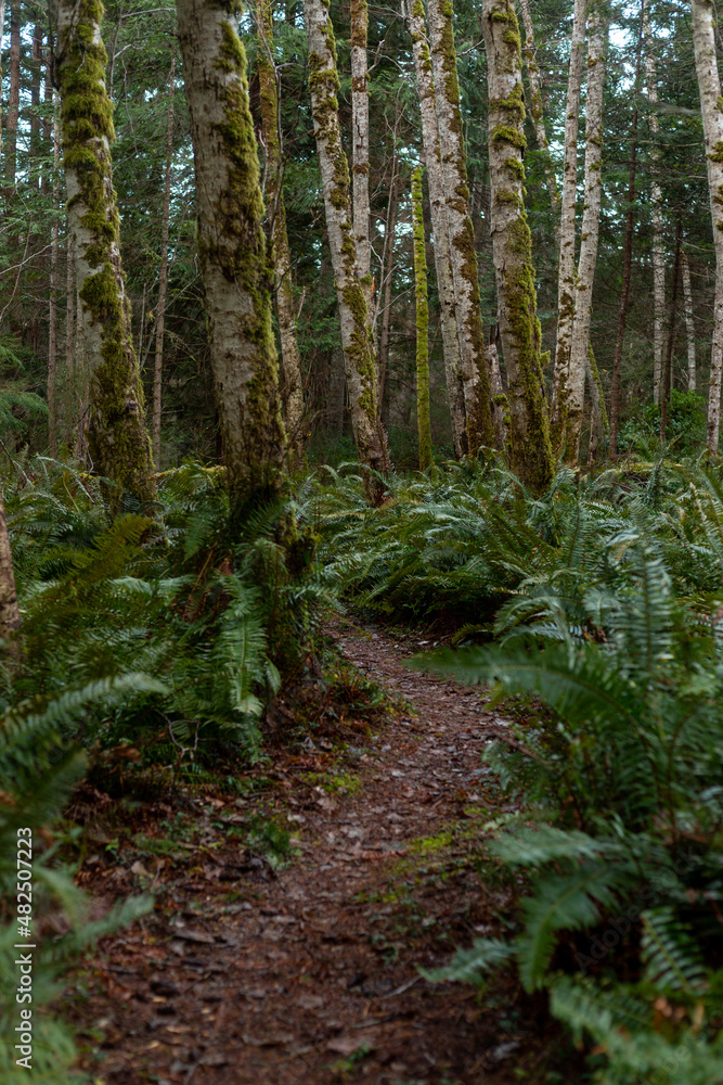 Fototapeta premium Path through a mossy forest woods with ferns
