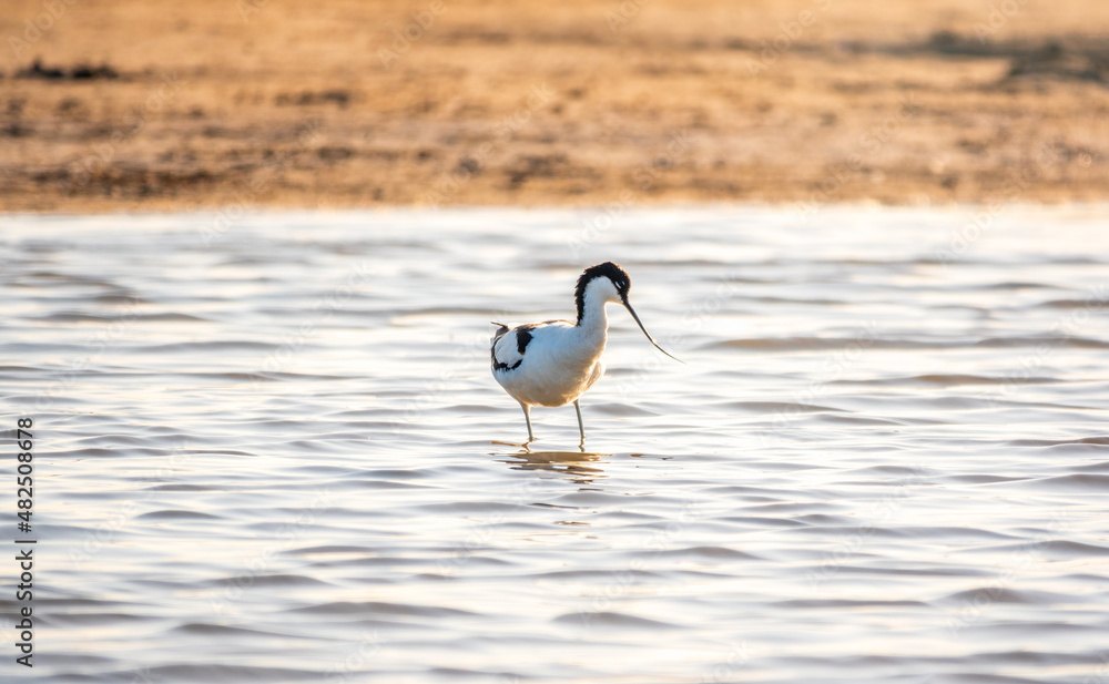 Fototapeta premium Water bird pied avocet, Recurvirostra avosetta, feeding in the lake. The pied avocet is a large black and white wader with long, upturned beak