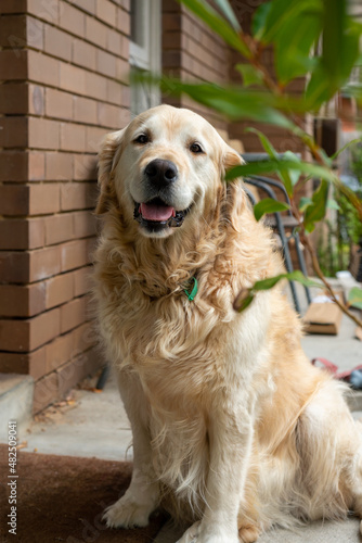Golden retriever dog bored and waiting outside his owner to go for a walk.
