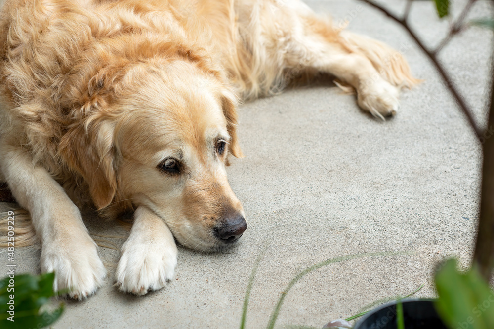 Golden retriever dog bored and waiting outside his owner to go for a walk. Golden retriever dog bored and waiting outside his owner to go for a walk.