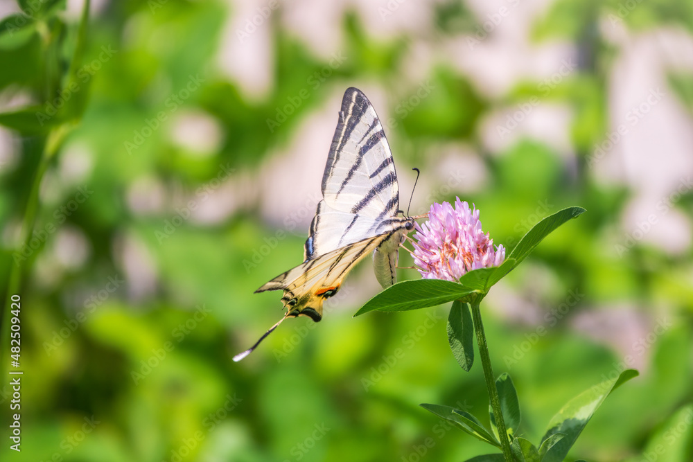 Beautiful Butterfly Scarce Swallowtail, Sail Swallowtail, Pear-tree Swallowtail, Podalirius. Latin name Iphiclides podaliriu. Butterfly collects nectar on flower. Beautiful Butterfly Scarce Swallowtail, Sail Swallowtail, Pear-tree Swallowtail, Podalirius. Latin name Iphiclides podaliriu. Butterfly collects nectar on flower.