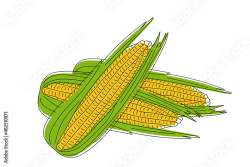 Vector illustration of a hand drawn corn cobs isolated on a white background.
