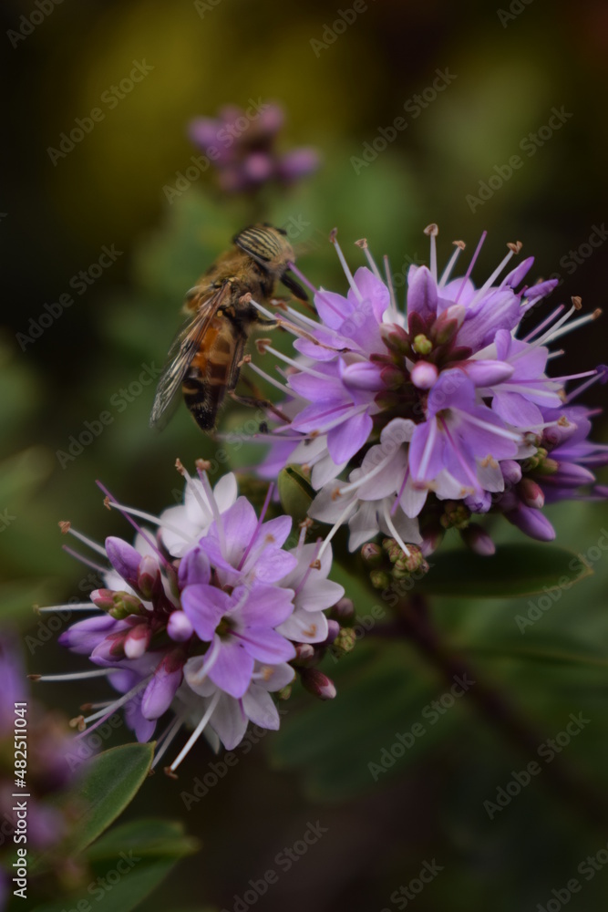 flower of a lilac flower of a lilac