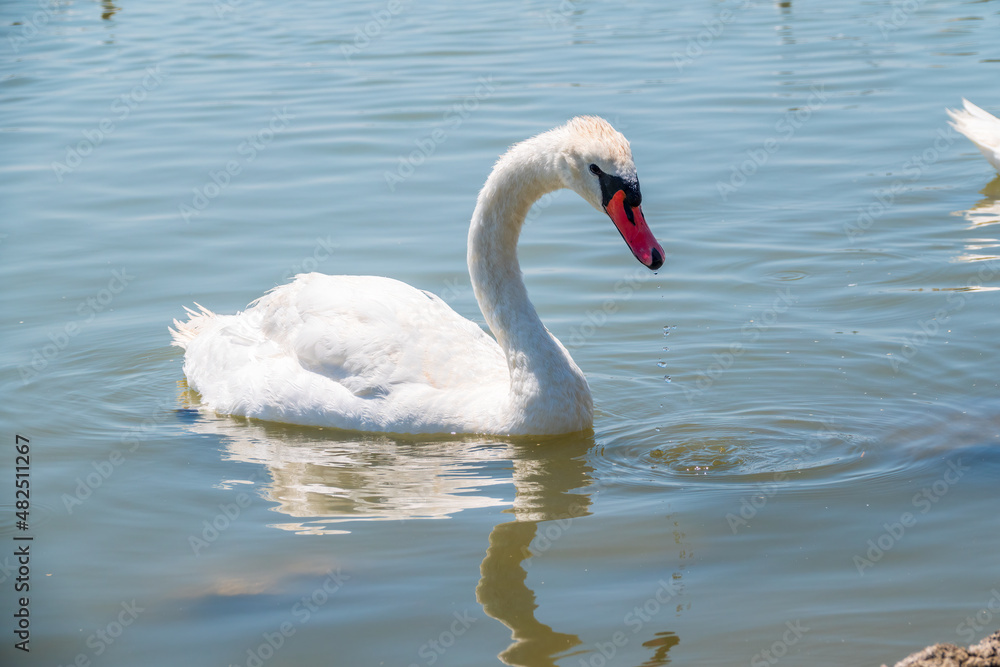 Graceful white Swan swimming in the lake, swans in the wild. Portrait of a white swan swimming on a lake. Graceful white Swan swimming in the lake, swans in the wild. Portrait of a white swan swimming on a lake.