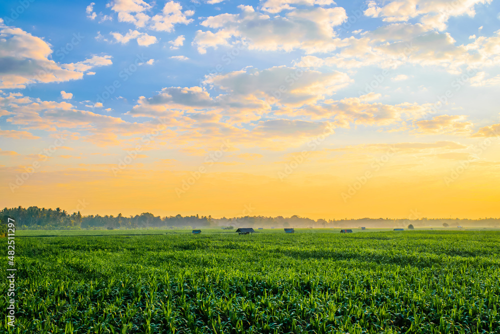 sunrise over the corn field sunrise over the corn field