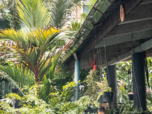 Rain flows down the roof and rain gutters. in the rainy season of the tropics in Asia.