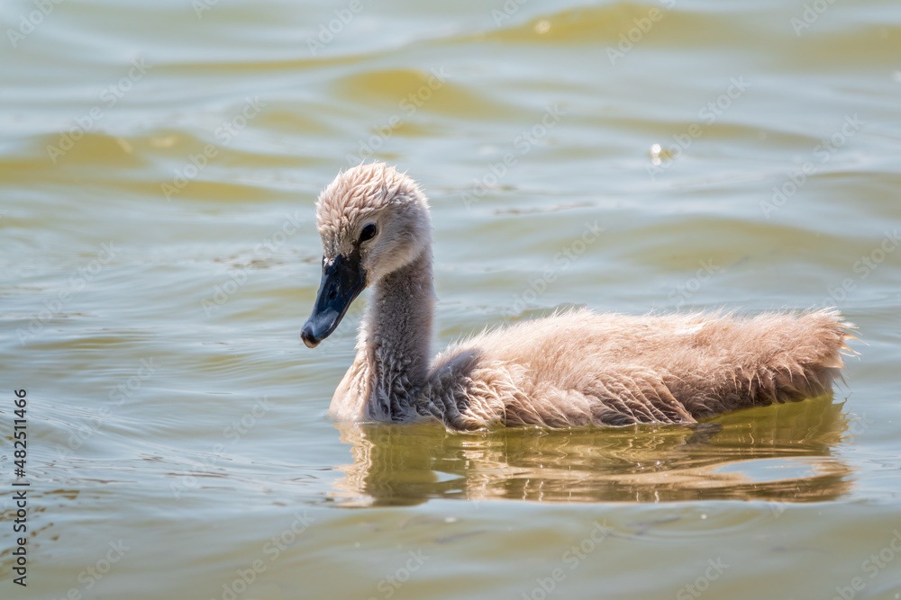 Beautiful baby cygnet mute swan fluffy grey and white chicks. Springtime new born wild swans birds in pond. Young swans swmming in a lake.