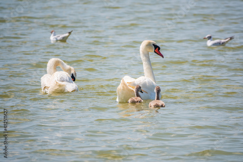 A pair of mute swans  Cygnus olor  swimming on a lake with its new born baby cygnets. Mute swan protects its small offspring. Gray  fluffy new born baby cygnets.