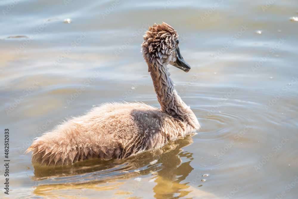 Beautiful baby cygnet mute swan fluffy grey and white chicks. Springtime new born wild swans birds in pond. Young swans swmming in a lake.