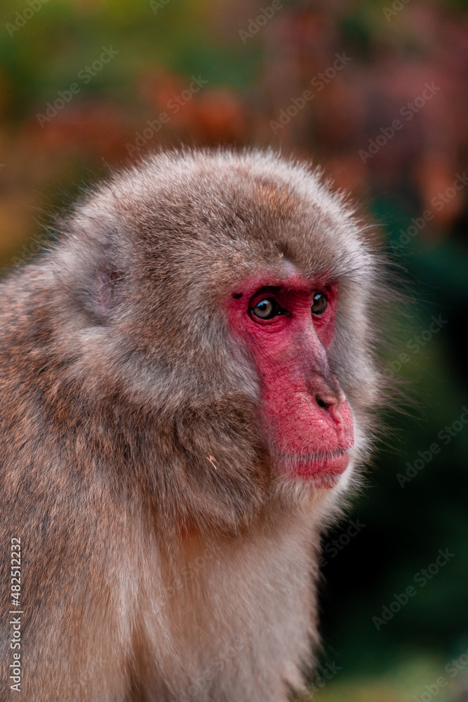 Japanese macaque Snow Monkey focused on something in Iwatayama Monkey Park in Kyoto, Japan Japanese macaque Snow Monkey focused on something in Iwatayama Monkey Park in Kyoto, Japan