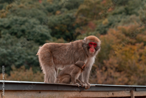 Japanese macaque with baby monkey Iwatayama Monkey Park in Kyoto, Japan © David