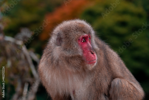 Japanese macaque Snow Monkey looking behind him in Iwatayama Monkey Park in Kyoto, Japan © David