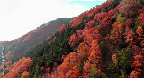 Aerial Drone View of Colorful foliage on a mountain in Japan