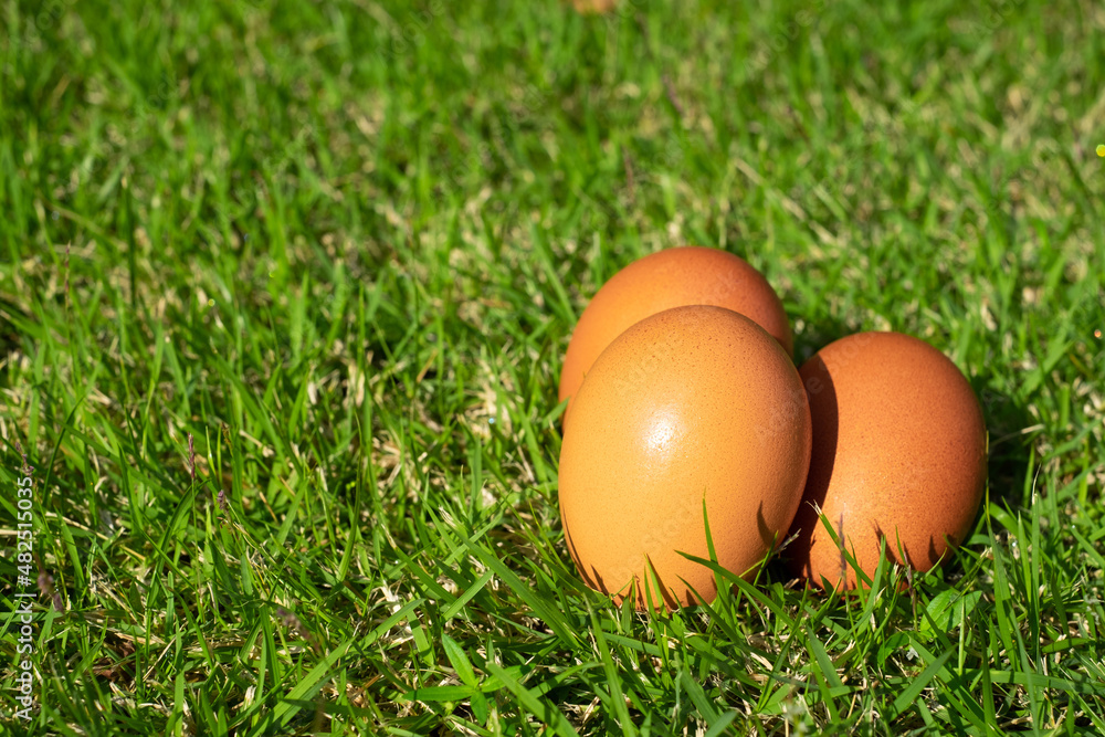 chicken eggs on green grass in the morning sun. Easter eggs. chicken eggs on green grass in the morning sun. Easter eggs.