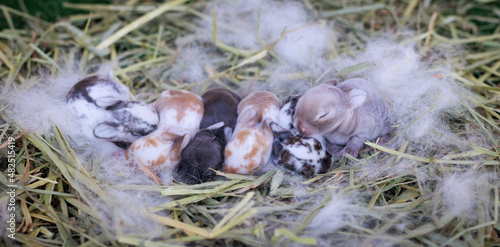 Newborn baby holland lop bunny in nest with mommy fur and dry grass. Group of baby rabbit are moving and sleeping around nest. New life of animal concept.