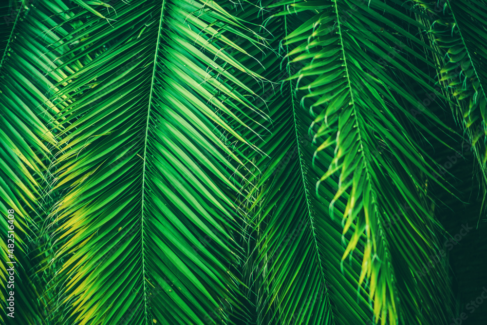 Fototapeta premium Natural Palm Leaves Background