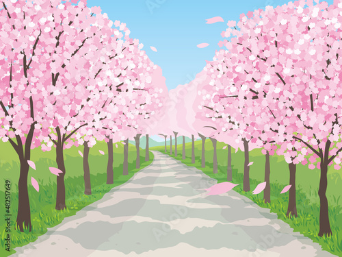 桜の並木道