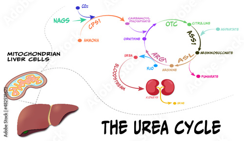 genes, enzymes, and transporters involved in the urea cycle metabolic pathway