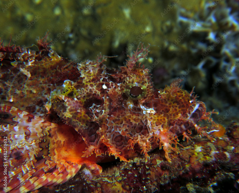 A Bearded scorpionfish Boracay Philippines