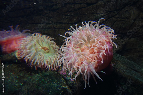 Urticina piscivora, common names fish-eating anemone and fish-eating urticina, is a northeast Pacific species of sea anemone in the family Actiniidae.