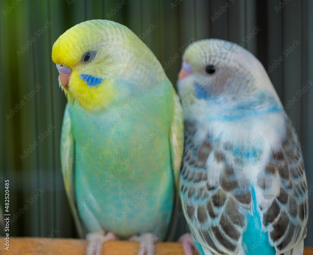 Fototapeta premium blue and yellow macaw
