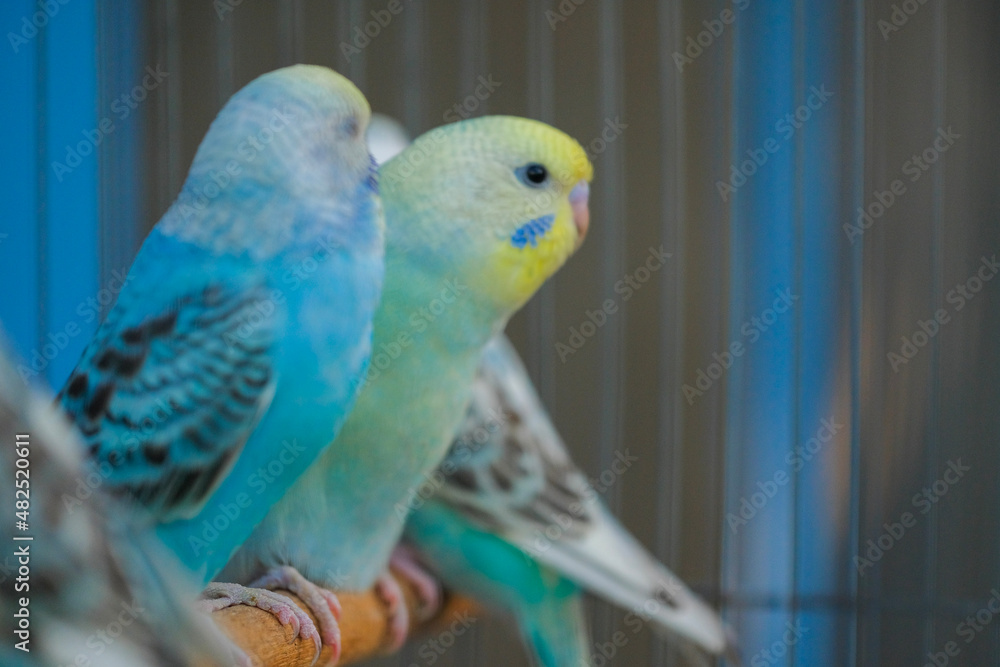 Obraz premium blue and yellow macaw