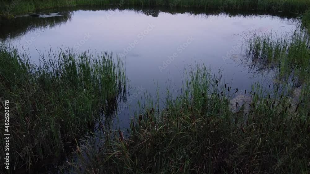 A drone shot that reveals a permaculture pond with cattails and other aquatic plants. A drone shot that reveals a permaculture pond with cattails and other aquatic plants.