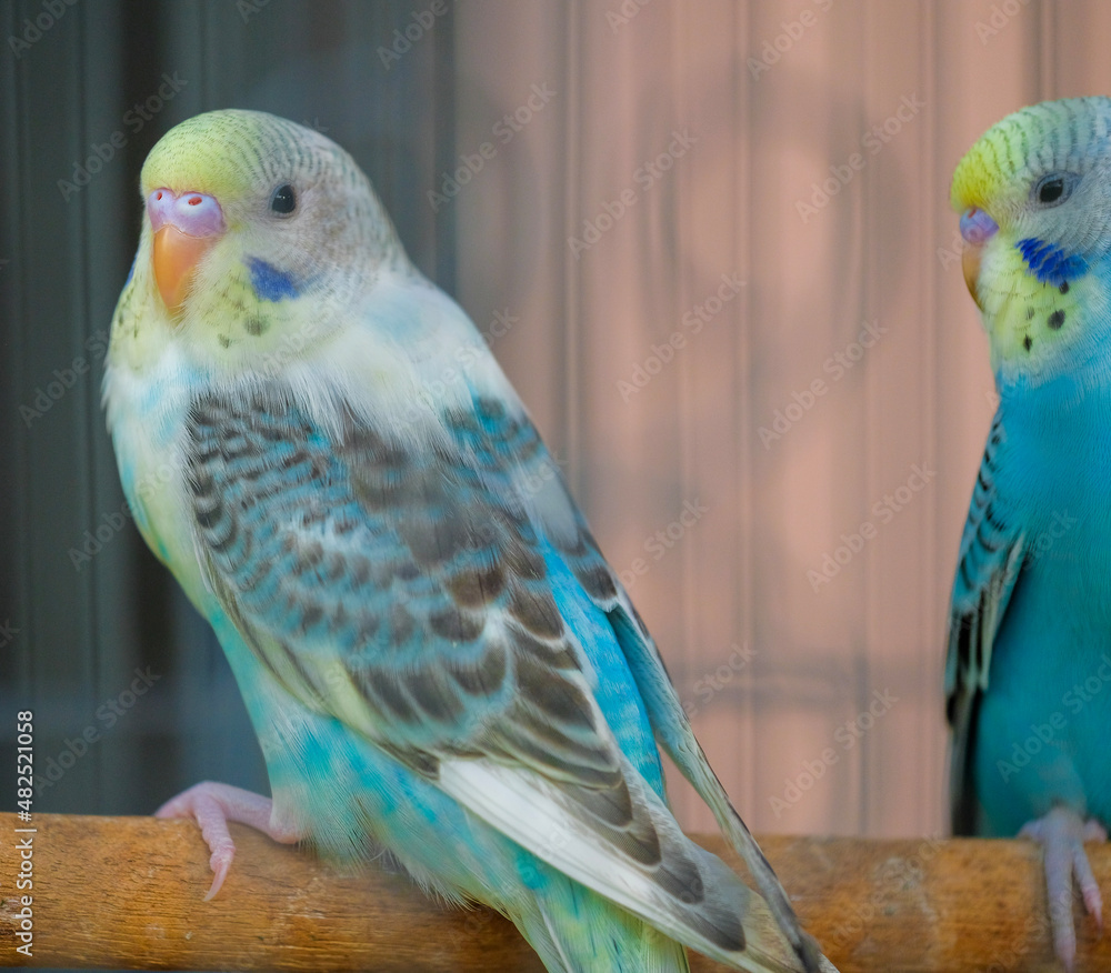 Obraz premium blue and yellow macaw