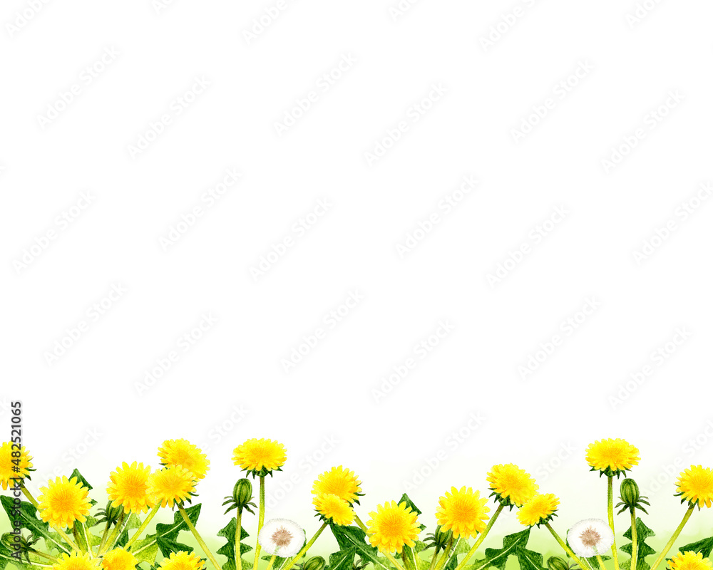 タンポポと綿毛の背景 春の花の手描き水彩イラスト素材 Stock Illustration Adobe Stock