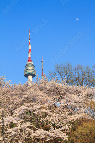 Photography 벚꽃이 만개한 서울 남산의 봄