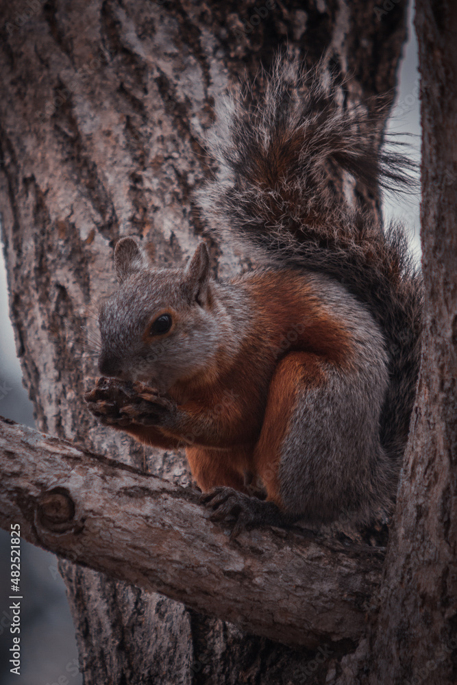 pequeña ardilla comiendo una nuez en un arbol pequeña ardilla comiendo una nuez en un arbol