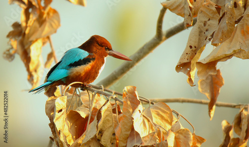 White Throated Kingfisher perching on a branch, waiting for the fishes to appear in the pond from of him.