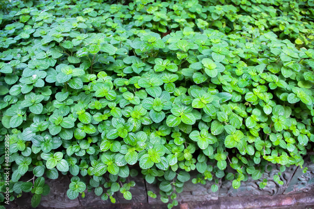 Fresh green kitchen mints plant ( melissa officinalis ) with water drop in garden top view vegetable farm background Fresh green kitchen mints plant ( melissa officinalis ) with water drop in garden top view vegetable farm background