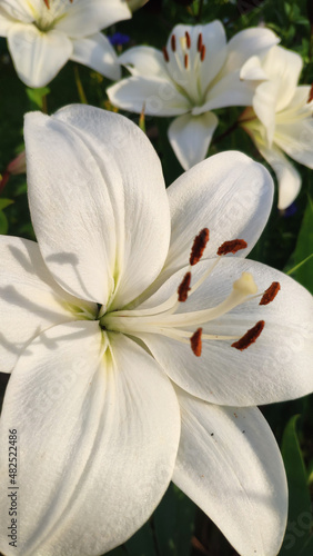 Fototapeta Naklejka Na Ścianę i Meble -  Lily is white. Gardening. Country cottage area. Floral background