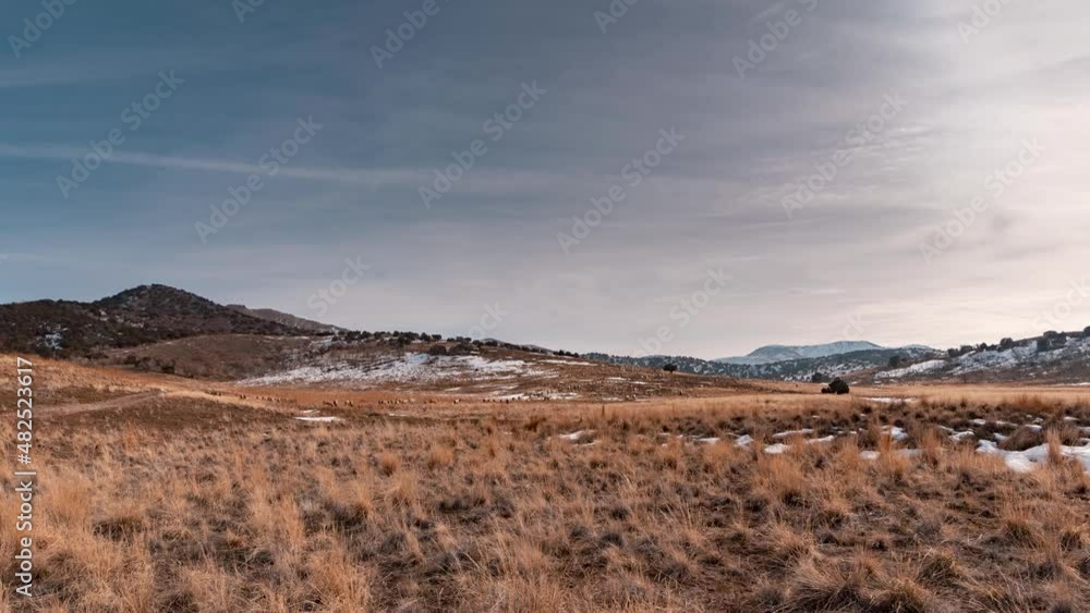 Hundreds or thousands of domesticated sheep grazing in a desert pasture in winter - zooming time lapse Hundreds or thousands of domesticated sheep grazing in a desert pasture in winter - zooming time lapse
