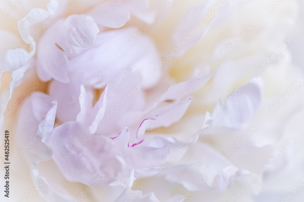 Soft focus, abstract floral background, white peony flower petals. Macro flowers backdrop for holiday brand design