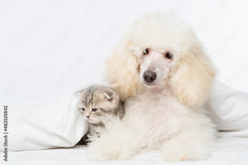 White fluffy poodle lying next to a tabby kitten under a blanket on the bed. White fluffy poodle lying next to a tabby kitten under a blanket on the bed.